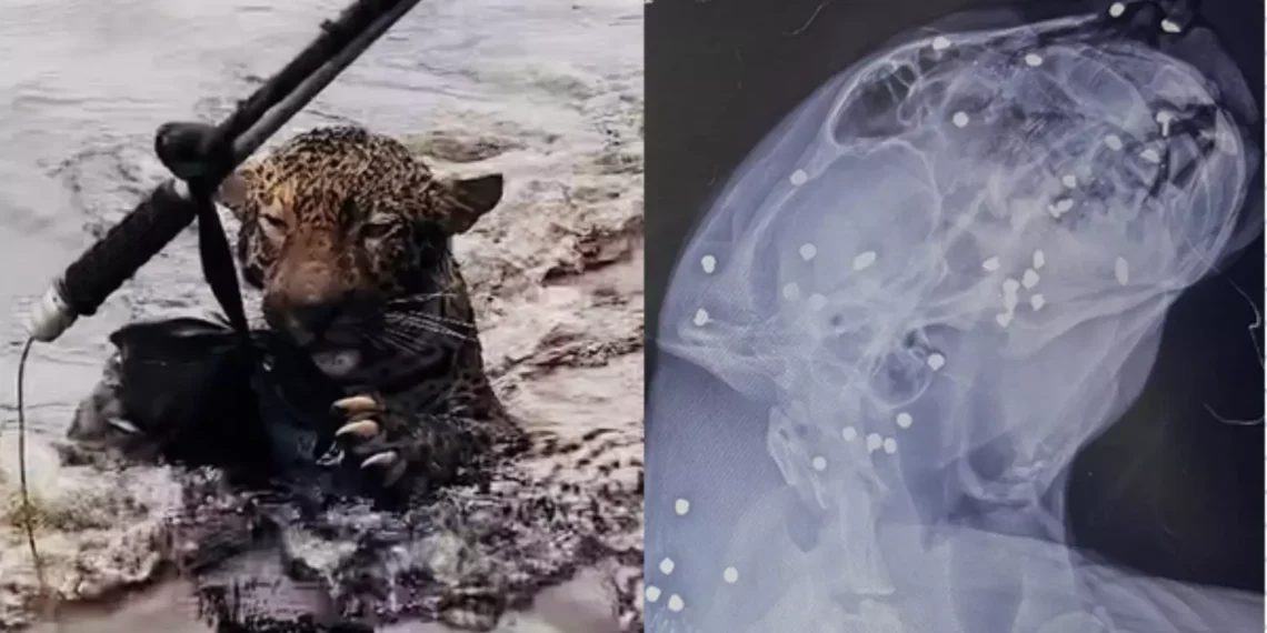 Onça-pintada é resgatada no Rio Negro com mais de 30 projéteis no corpo