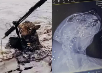 Onça-pintada é resgatada no Rio Negro com mais de 30 projéteis no corpo