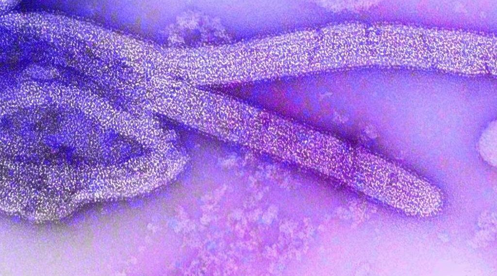 Etiópia confirma surto do vírus de Marburgo; três mortes já foram registradas