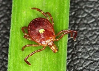 Primeira morte por alergia à carne causada por carrapato é confirmada nos Estados Unidos