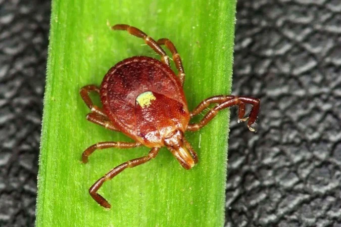 Primeira morte por alergia à carne causada por carrapato é confirmada nos Estados Unidos