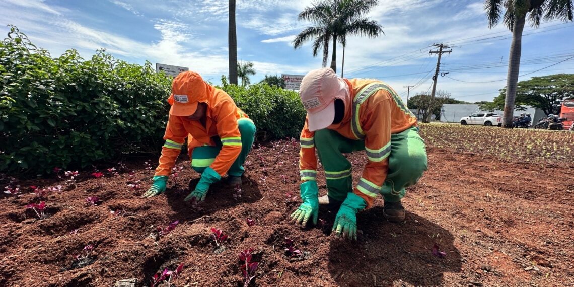 Goiânia intensifica paisagismo urbano com plantio de mais de 76 mil mudas até dezembro