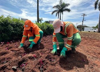 Goiânia intensifica paisagismo urbano com plantio de mais de 76 mil mudas até dezembro