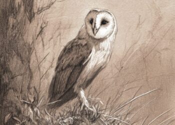 Coruja: o enigma alado entre sabedoria ancestral e presságios ocultos