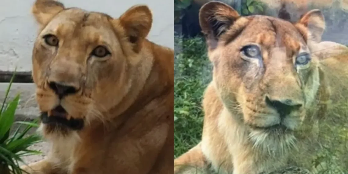 Homem morre após ataque de leoa em parque zoológico de João Pessoa