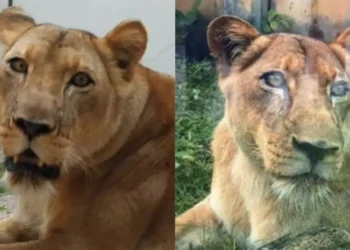 Homem morre após ataque de leoa em parque zoológico de João Pessoa