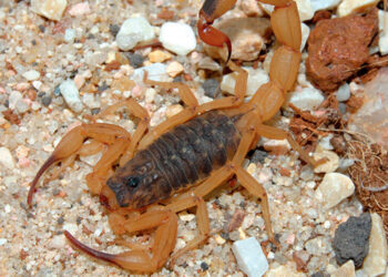 Escorpião amarelo, o mais perigoso do Brasil, pode estar próximo à sua casa