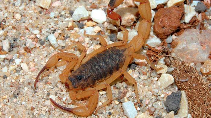 Escorpião amarelo, o mais perigoso do Brasil, pode estar próximo à sua casa