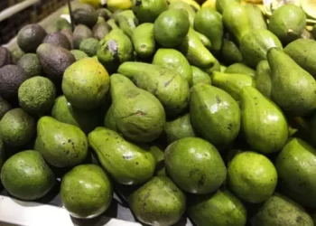 Abacate: a fruta aliada na redução da gordura abdominal, segundo estudo científico