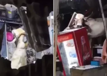 Vaca cai sobre telhado de bar no Ceará e fere funcionária