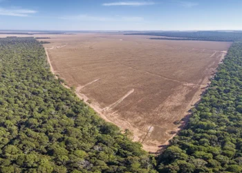 União Europeia adia novamente aplicação da lei antidesmatamento