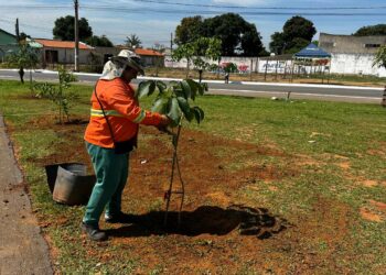 Goiânia terá 6 mil novas árvores até abril de 2026