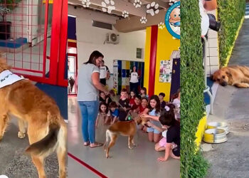 Cachorro “invade” escola, permanece no local e acaba adotado pela comunidade escolar