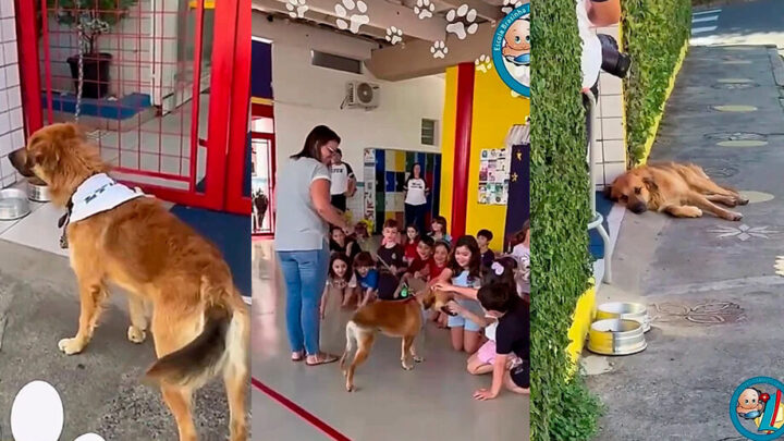 Cachorro “invade” escola, permanece no local e acaba adotado pela comunidade escolar