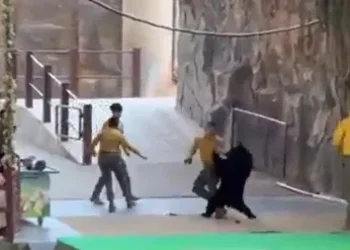 Urso ataca treinador em parque na China ao tentar roubar comida