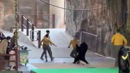 Urso ataca treinador em parque na China ao tentar roubar comida