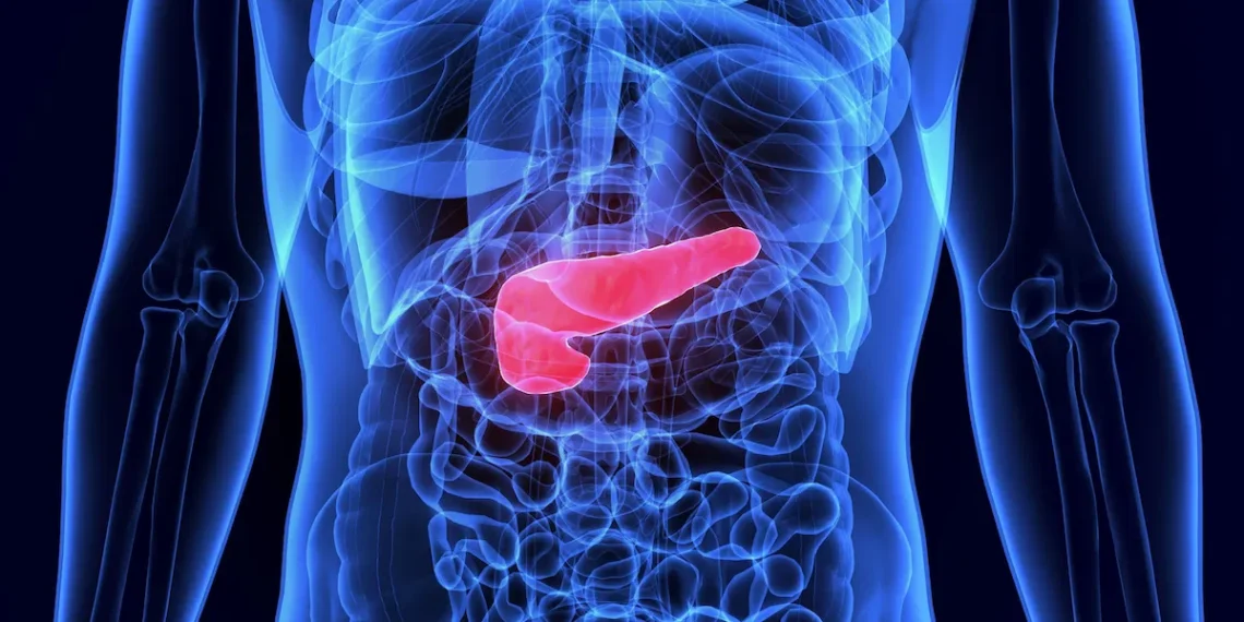 Pâncreas: O órgão discreto que sustenta a saúde e como nossos hábitos podem colocá-lo em risco