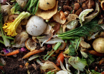 Holanda transforma lixo orgânico em fertilizante e se consolida como potência do agro sustentável