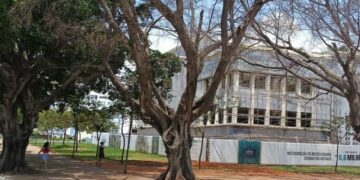 Substituição de árvores na Praça Cívica é respaldada por laudo técnico