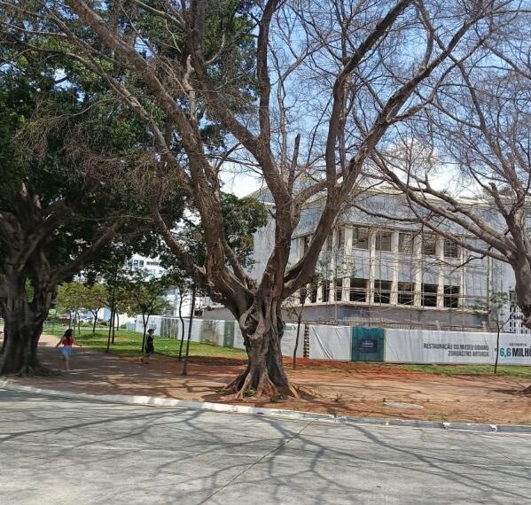 Substituição de árvores na Praça Cívica é respaldada por laudo técnico