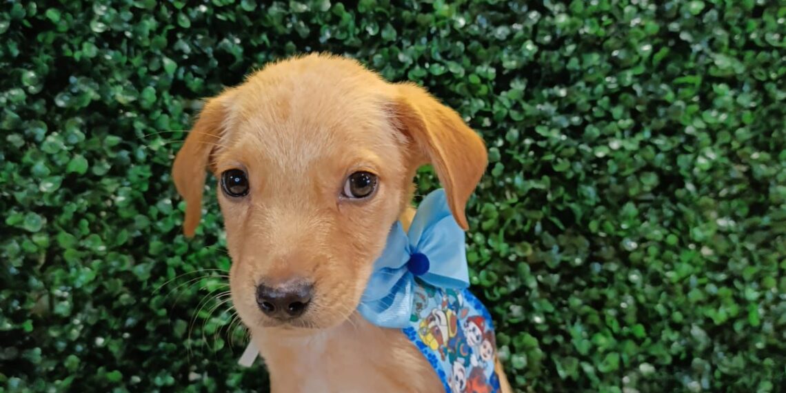 Prefeitura de Aparecida promove feira de adoção de animais