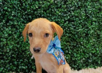 Prefeitura de Aparecida promove feira de adoção de animais