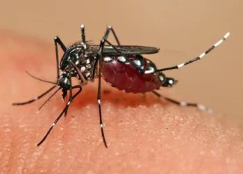 Tecnologia brasileira aposta em fungo natural e impressão 3D para frear avanço da dengue