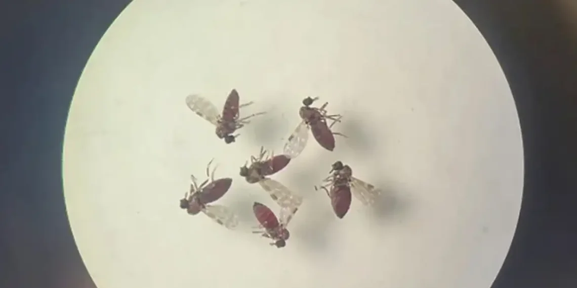 Estudo revela diferenças entre febre do Oropouche e dengue