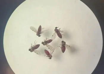 Estudo revela diferenças entre febre do Oropouche e dengue