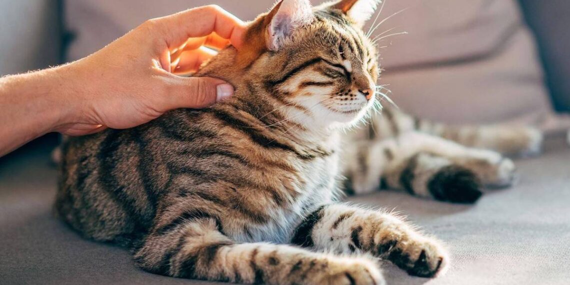 BBC NEWS : Como gatos podem fornecer chave para cura do câncer em humanos