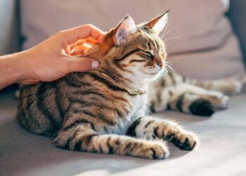 BBC NEWS : Como gatos podem fornecer chave para cura do câncer em humanos