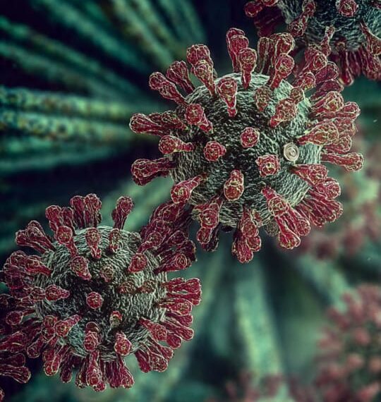 Alerta global vs. realidade local: O vírus Nipah representa risco para o Brasil?