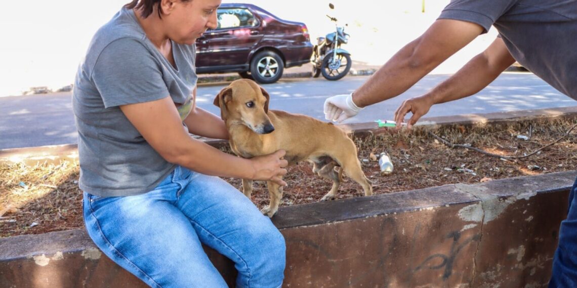 Caso de raiva em morcego mobiliza Senador Canedo e acende alerta para vacinação de pets