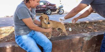 Caso de raiva em morcego mobiliza Senador Canedo e acende alerta para vacinação de pets