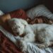 Pets na cama: O que a ciência diz sobre dormir com seu cão?