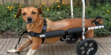 Heróis na lama: Polícia de Minas resgata cadela paraplégica ilhada em enchentes