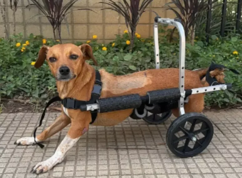 Heróis na lama: Polícia de Minas resgata cadela paraplégica ilhada em enchentes