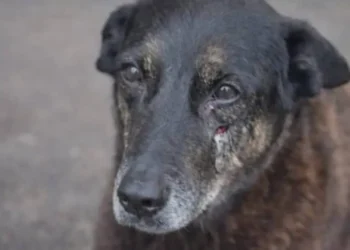 Caso Orelha: Autora de notícia falsa admite erro após viralização e ameaças a jovens