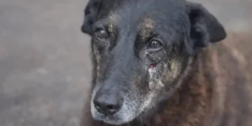 Caso Orelha: Autora de notícia falsa admite erro após viralização e ameaças a jovens