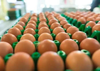 Guerra no Irã pressiona cadeia de proteínas e pode encarecer ovos, frango e carne suína no Brasil