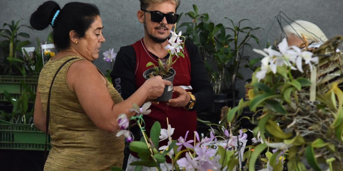 Aparecida sedia uma das maiores mostras de Orquídeas e Rosas do Deserto do Centro-Oeste