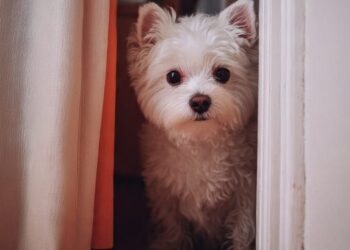 Cães transformam o ar dentro de casa, aponta estudo científico