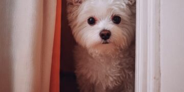 Cães transformam o ar dentro de casa, aponta estudo científico