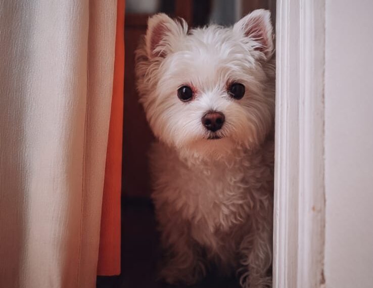 Cães transformam o ar dentro de casa, aponta estudo científico