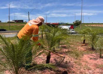 Prefeitura inicia requalificação paisagística em importante corredor viário de Goiânia