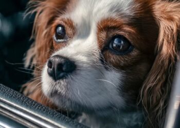 Resgate em Copacabana: Cadela é salva após confinamento de três dias em veículo