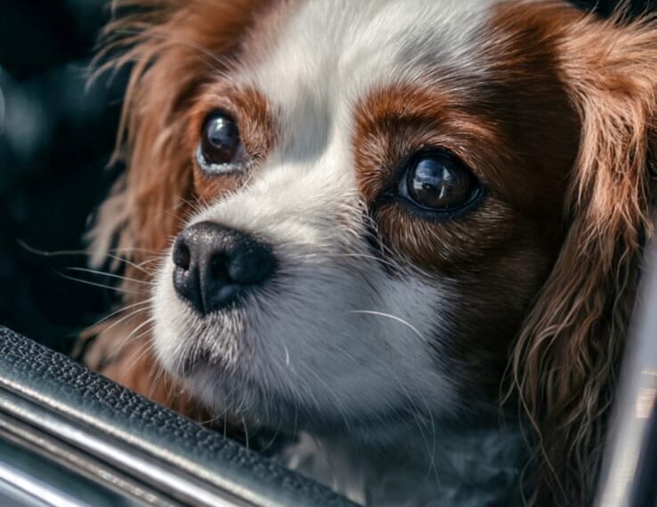 Resgate em Copacabana: Cadela é salva após confinamento de três dias em veículo