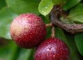 Camu-camu: a pequena fruta amazônica que supera laranja e acerola em vitamina C