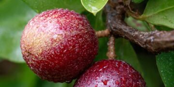 Camu-camu: a pequena fruta amazônica que supera laranja e acerola em vitamina C