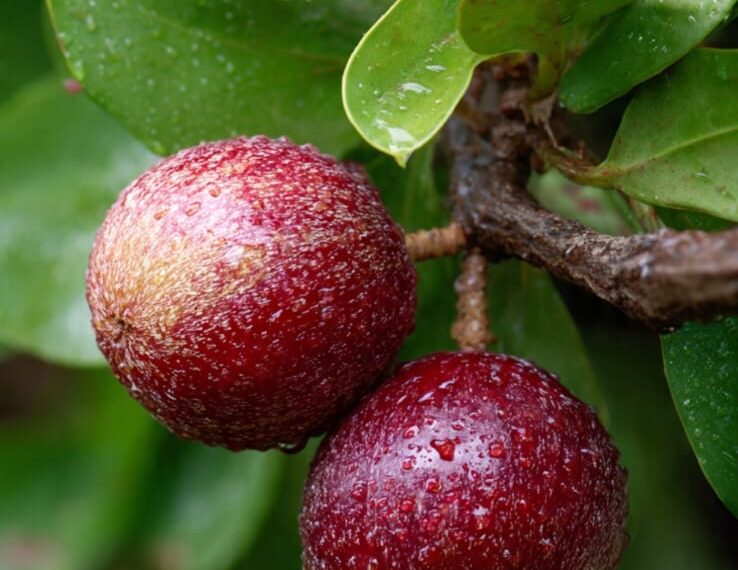 Camu-camu: a pequena fruta amazônica que supera laranja e acerola em vitamina C